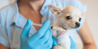 DOSIS DESPARASITACION